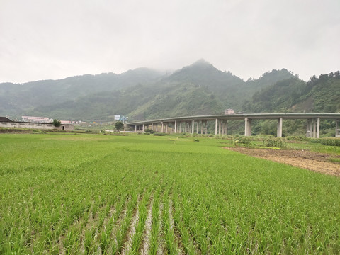 稻田与远山