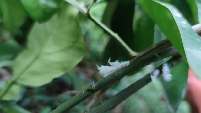 白蛾蜡蝉若虫