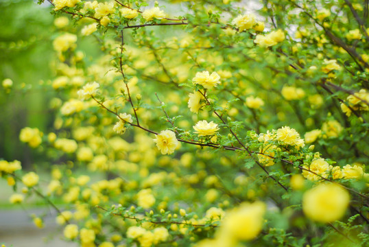 迎春花