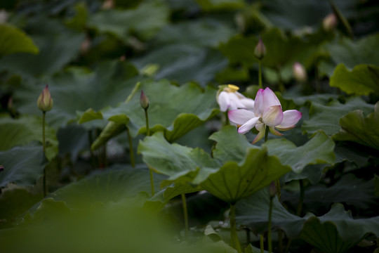 荷花