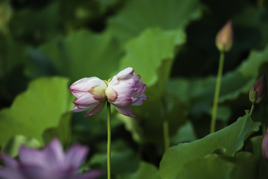 并蒂莲花