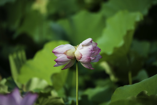 并蒂莲花