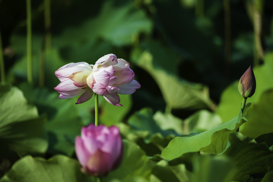 并蒂莲花