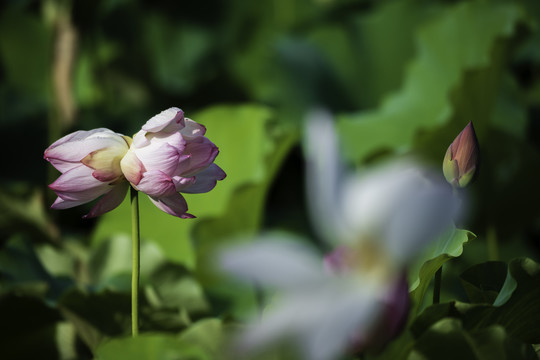 并蒂莲花