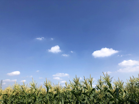 蓝天白云田园风光