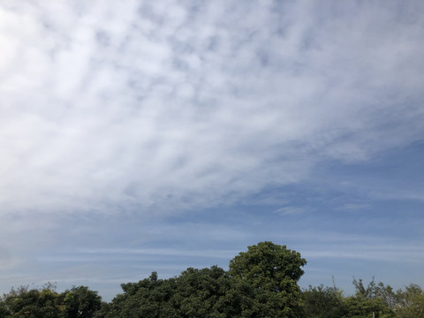 蓝天白云大树