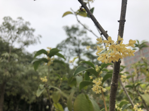 桂花树