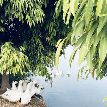湖边的鸭子
