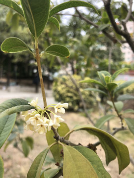 桂花树