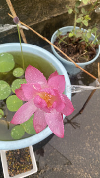 碗莲