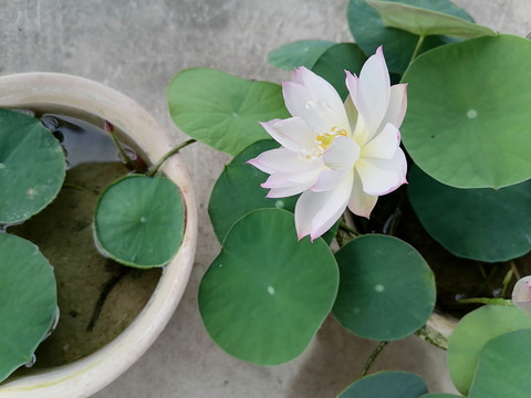 碗莲盛开