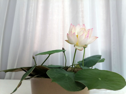 碗莲盛开