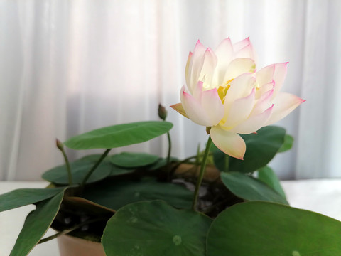 白色碗莲