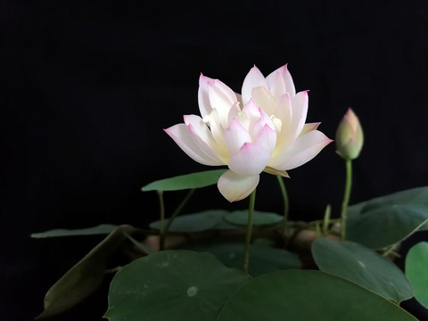 白色碗莲