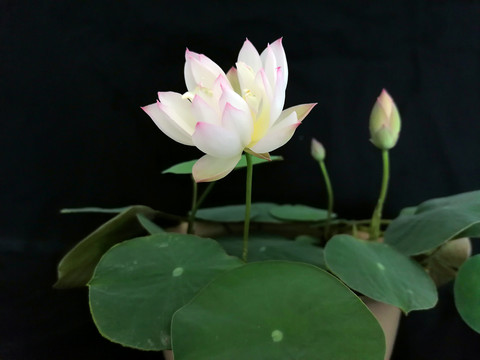 白色碗莲