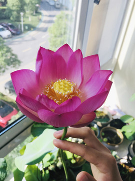 碗莲