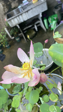 碗莲