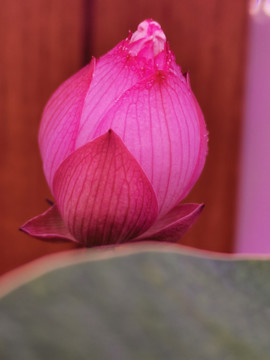 碗莲