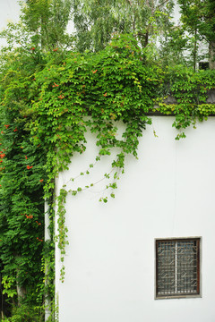 白墙与绿植