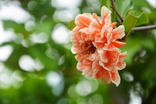 石榴花开