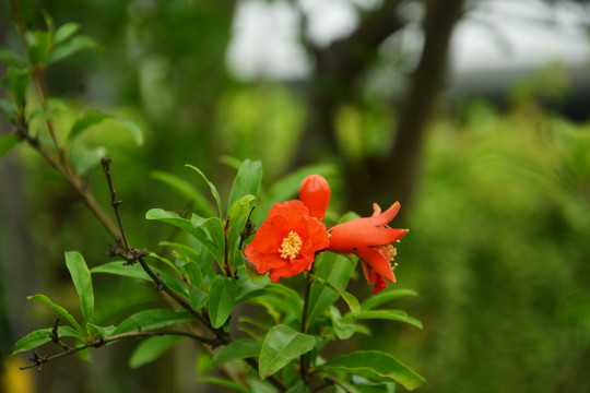 石榴花