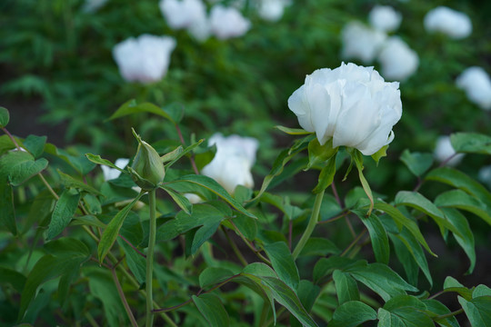 白色芍药花