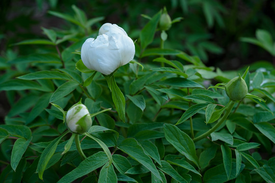 白色芍药花