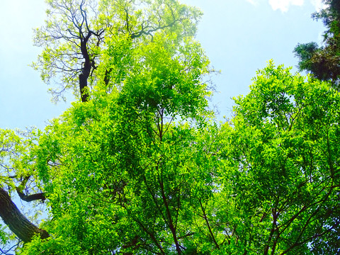 绿植树枝