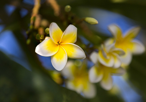 鸡蛋花