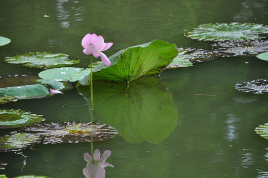 荷花