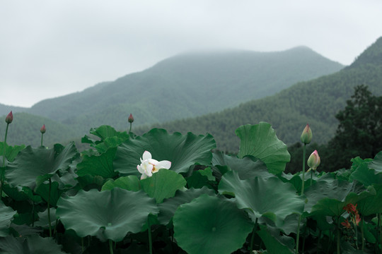 荷花