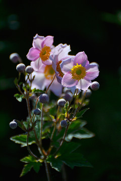 野棉花