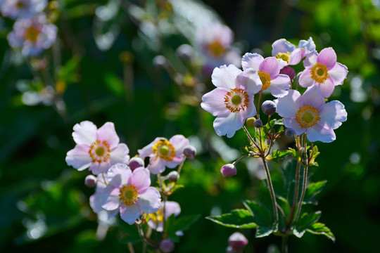 野棉花