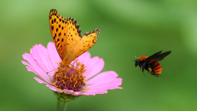 蛱蝶与百日菊和虎头蜂