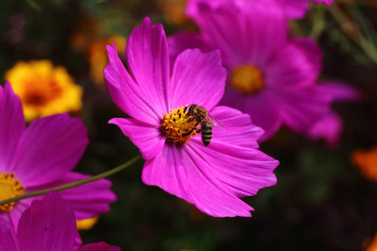 蜜蜂与花