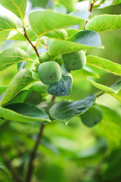 柿子种植基地