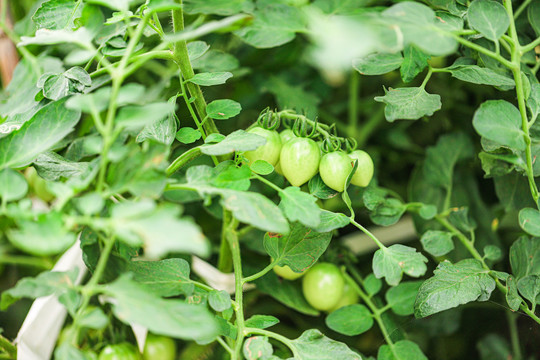 小番茄