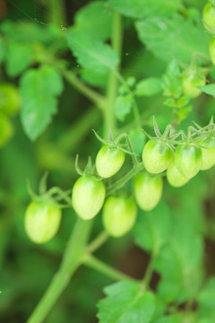 小番茄种植