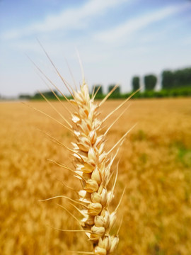 小麦金色麦穗