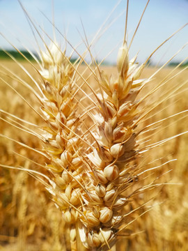 成熟的小麦穗