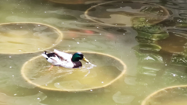 池塘野鸭