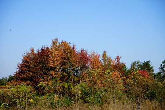 秋天的树林子