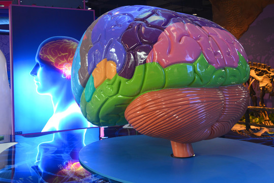 生命科学大脑功能区