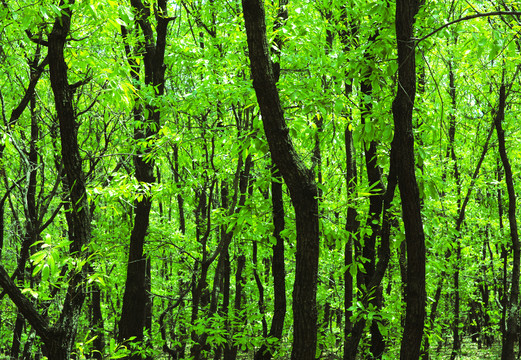 绿树林