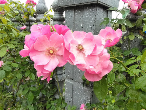 蔷薇