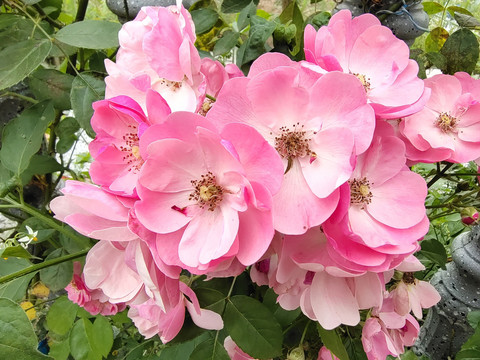 蔷薇花特写