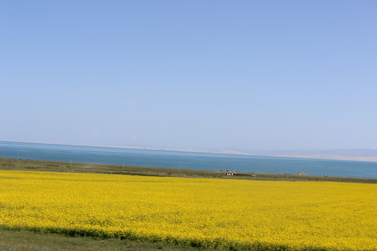 青海湖油菜花