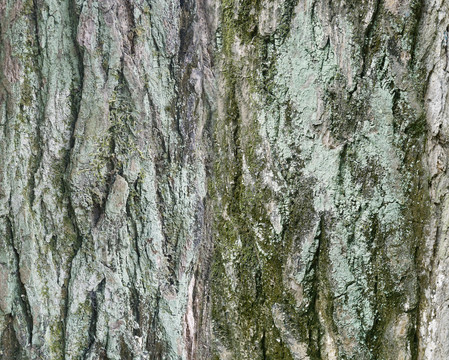 长苔藓的槐树树皮植物纹理素材