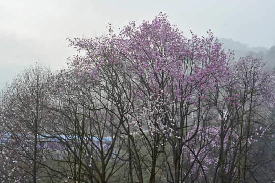 望春花