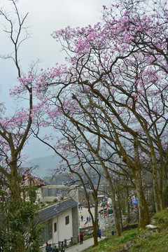 药王谷景区